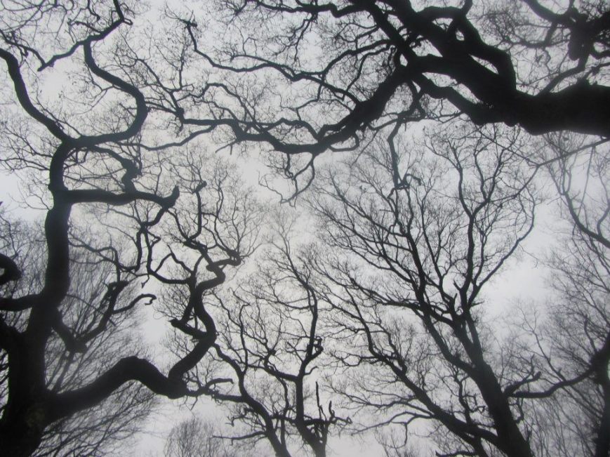 Marga Duggan - Highgate Woods (2011)