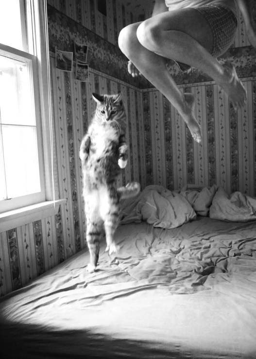 jumping cat
