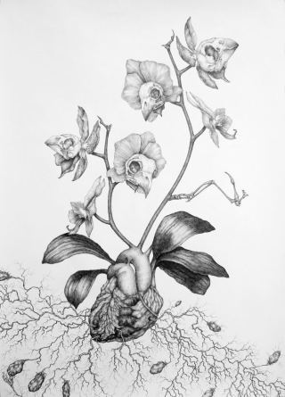 Kate Street - Orchis Nodulosa