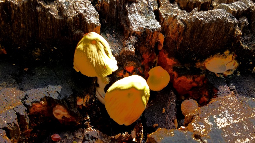 The cliffs of shroomesia