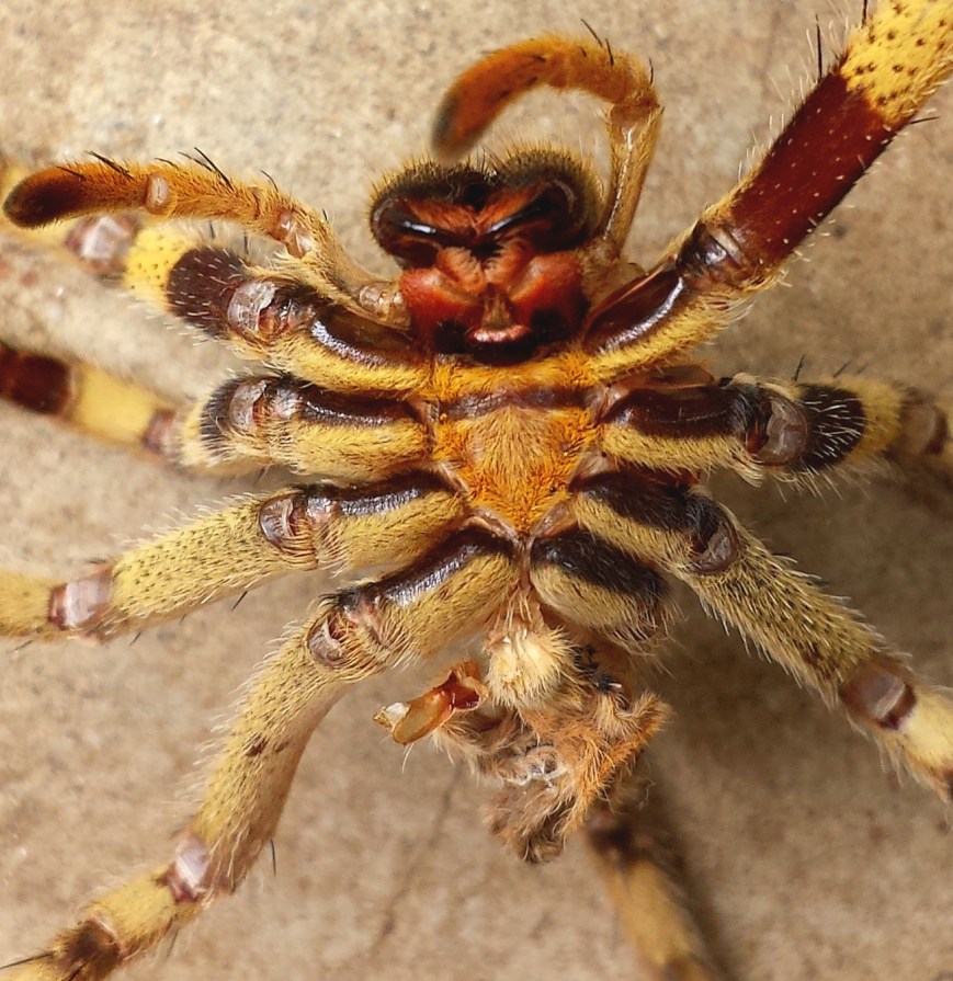 I've always found the hairs on insects and spiders interesting .. even tiny little ants got them ..