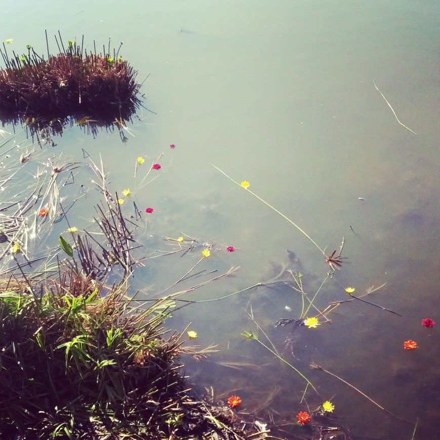 Water, ash, flowers... Karrie's memorial, Pietermaritzburg, 29 June 2014. Photo: Rosemary Lombard