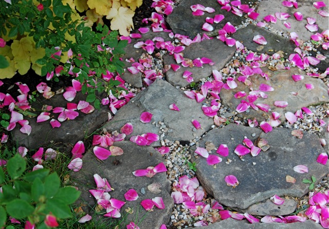 fallen-rose-petals