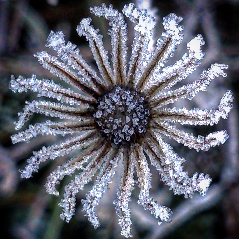 Photo: Rosemary Lombard